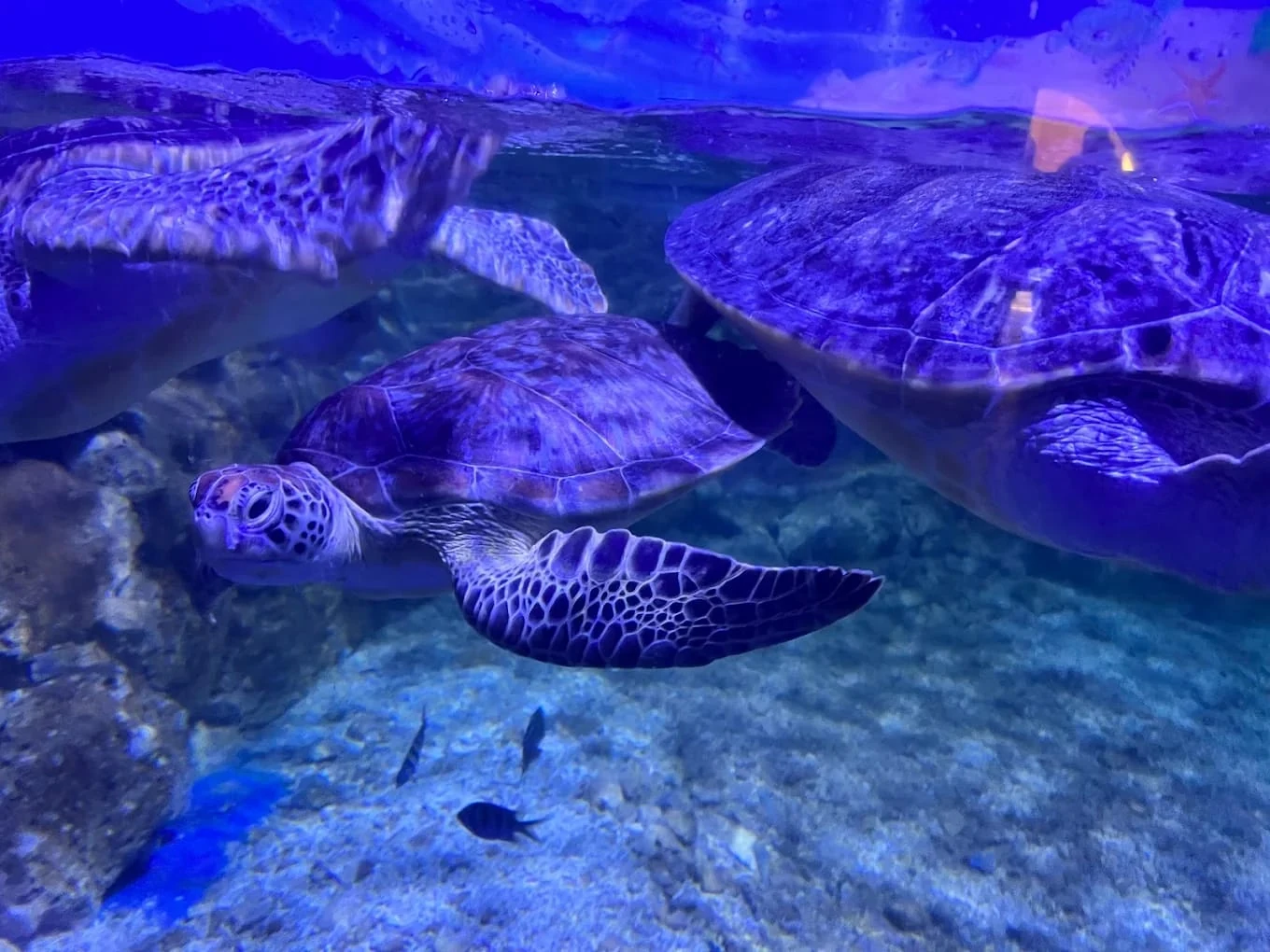 Hurghada Grand Aquarium — view 2